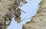 Common Snipe